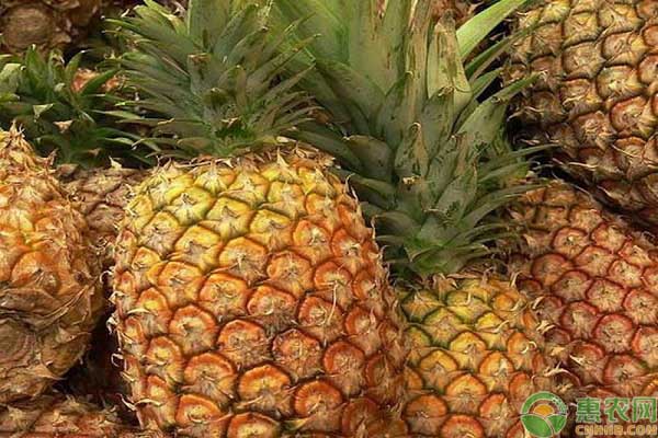 常见的菠萝品种有哪些?不同品种之间的菠萝区分