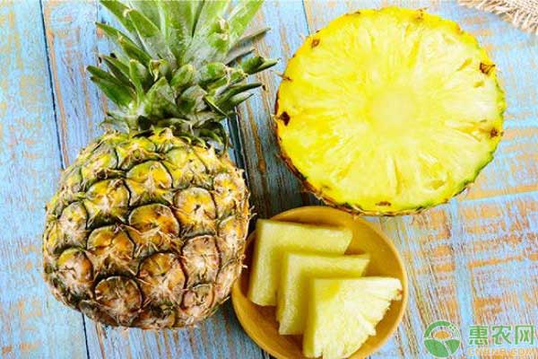 常见的菠萝品种有哪些?不同品种之间的菠萝区分