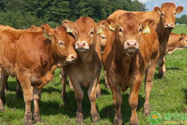 优良肉牛品种有哪些？13种肉牛体型及生产性能介绍