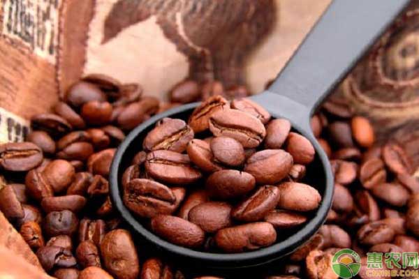 咖啡豆的价格贵不贵?关于咖啡豆的养豆知识简介