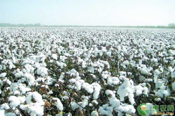 2019年棉花的市场价格如何?棉花的种植前景及效益分析
