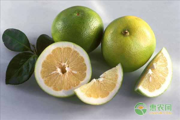 柚子常见的品种有哪些？它们的功效与作用有何不同？