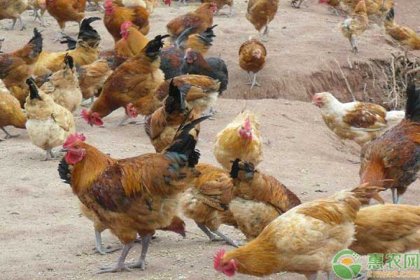 目前鸡的价格如何?如何区分土鸡和饲料鸡?