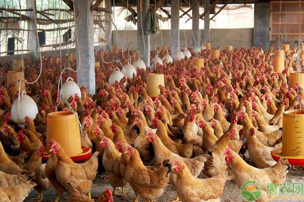 目前鸡的价格如何?如何区分土鸡和饲料鸡?