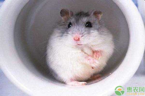 宠物仓鼠的品种有哪些?它们的外形特征和性格是怎样的?
