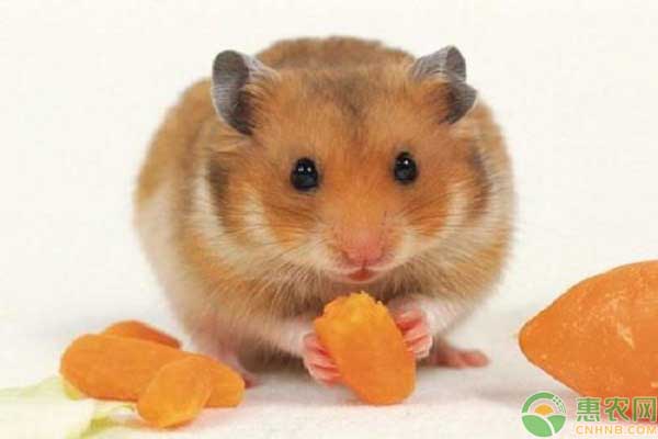 宠物仓鼠的品种有哪些?它们的外形特征和性格是怎样的?