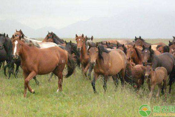 马有哪些品种？一匹马可卖多少钱？农村养马的成本利润分析