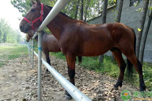 马有哪些品种？一匹马可卖多少钱？农村养马的成本利润分析