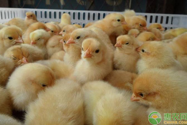 三都县中和镇扶贫送鸡苗，农户林下生态养鸡脱贫有望！