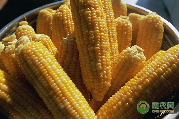 玉米常见品种有哪些？营养价值哪种更高？