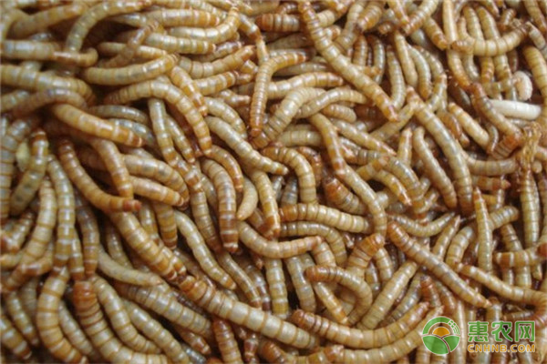 今日黄粉虫价格多少钱一斤？如何利用及加工？饲养时有哪些注意事项？