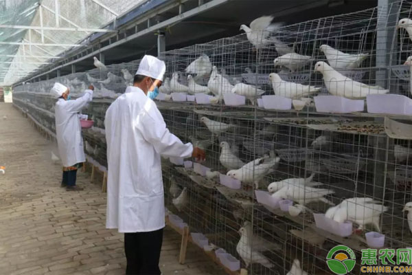 莎车县村民合作养殖肉鸽，年出栏量达到12万只，成为该村致富产业！