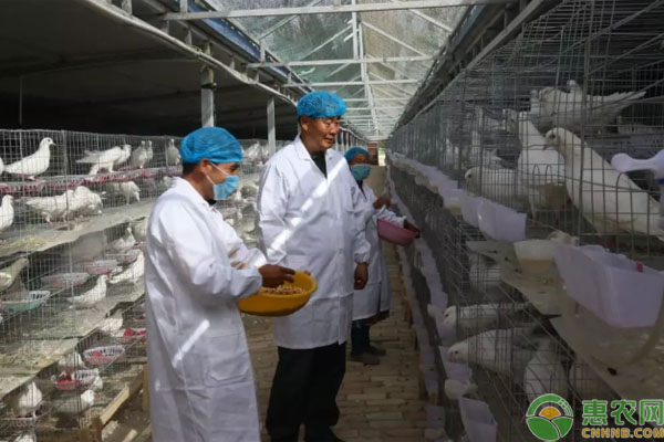 莎车县村民合作养殖肉鸽，年出栏量达到12万只，成为该村致富产业！