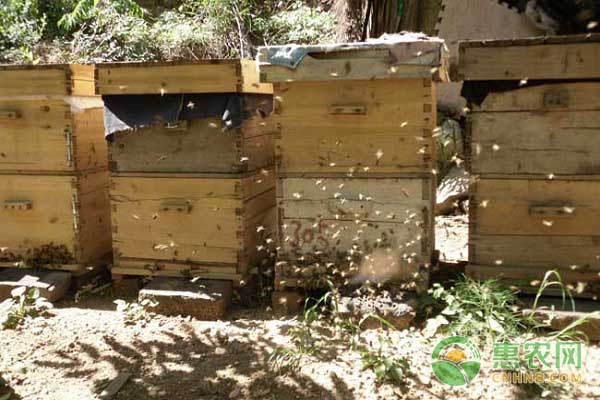 今日蜜蜂多少钱一箱？蜜蜂有哪些功效与作用？