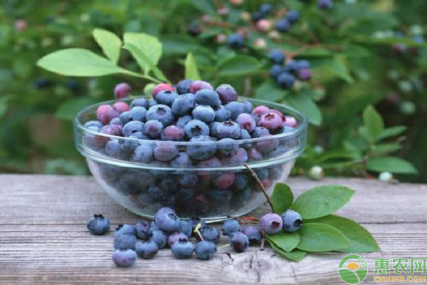 蓝莓的品种有哪些?各品种之间有什么优点?
