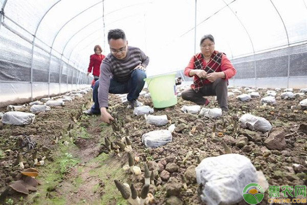 延安富县通过掌握羊肚菌种植技术，让羊肚菌火起来，让村民富起来!