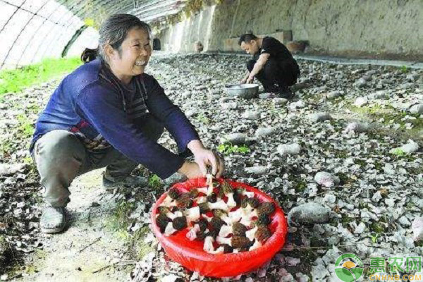 延安富县通过掌握羊肚菌种植技术，让羊肚菌火起来，让村民富起来!