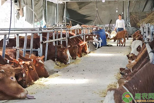 羊街村村民通过养殖黄牛，实现增收，收入相当稳定！