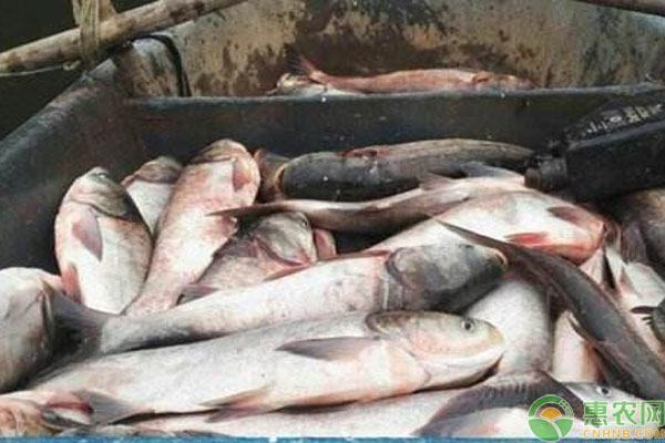 2019人工鲢鱼养殖多少钱一斤？鲢鱼有哪些品种及功效作用？