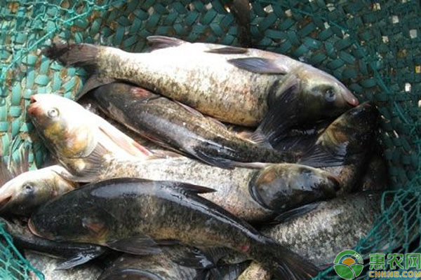 2019人工鲢鱼养殖多少钱一斤？鲢鱼有哪些品种及功效作用？