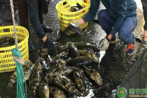 石斑鱼的市场价格如何?2019年养石斑鱼赚钱吗?(附成本预算和前景分析)