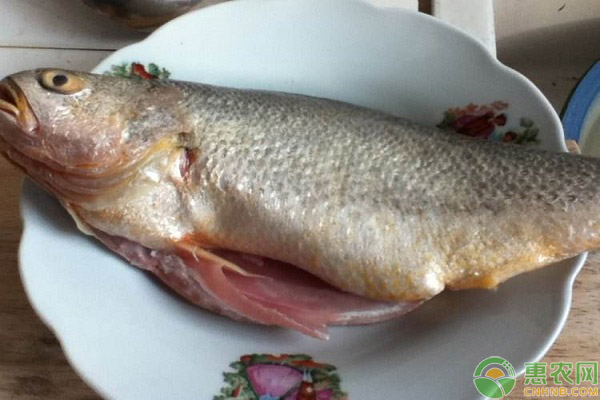 目前黄花鱼的市场价格如何?怎样清洗黄花鱼?