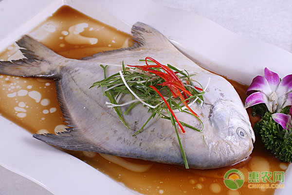 鲳鱼的十大常见品种及最新价格介绍