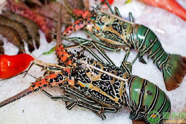 龙虾的品种有哪些?各品种龙虾的食用季节和主要产地是什么?