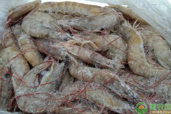 2019年对虾价格多少钱一斤？对虾和基围虾的区别是什么？