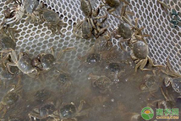 2019河蟹价格多少钱一斤？河蟹的营养价值及功效