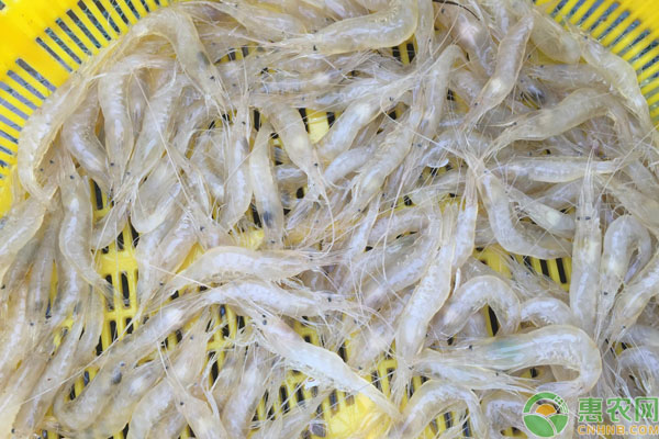 2019米虾价格多少钱一斤？米虾的营养价值及功效作用