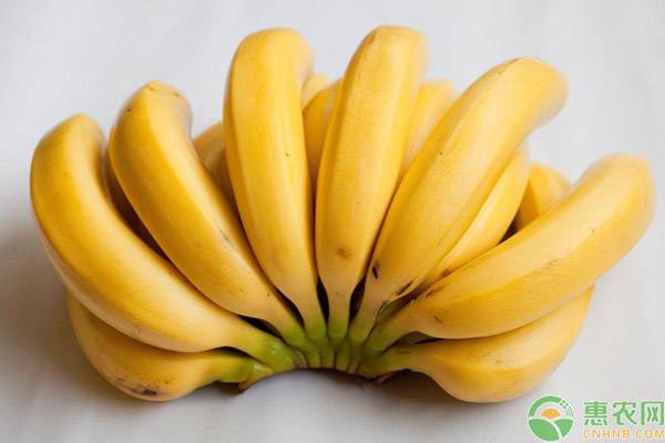 香蕉常见的六大种类，它们各有什么特点？你都吃过吗？