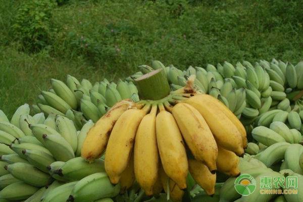 香蕉常见的六大种类，它们各有什么特点？你都吃过吗？