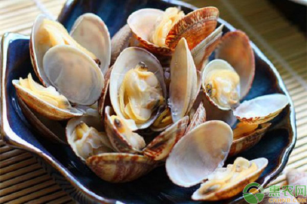 目前蛤蜊的价格多少钱一斤?蛤蜊有哪些食用功效和食用禁忌?