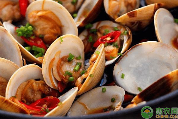 目前蛤蜊的价格多少钱一斤?蛤蜊有哪些食用功效和食用禁忌?