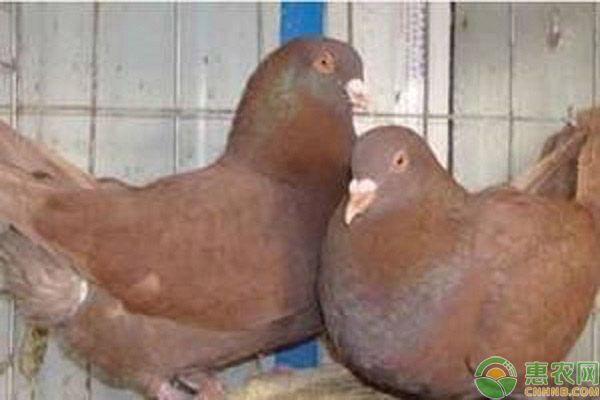肉鸽的品种有哪些?不同肉鸽品种之间的生产性能有何区别?