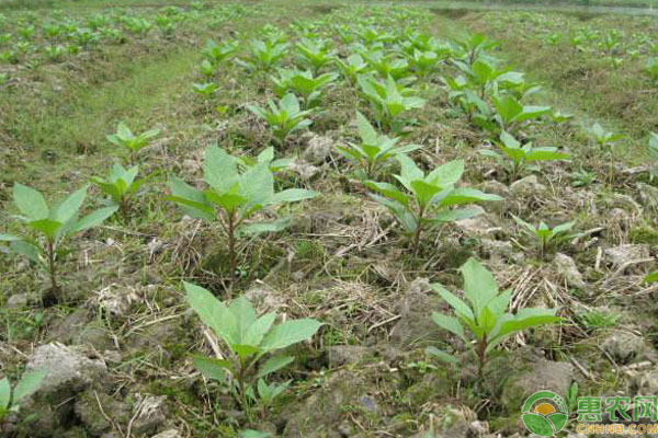 沙窝镇看准颠茄草种植产业，进行全面发展，现全村脱贫！