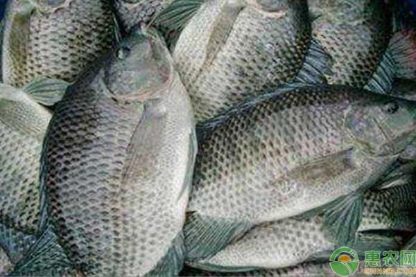 2019罗非鱼价格多少钱一斤？罗非鱼怎么做好吃？