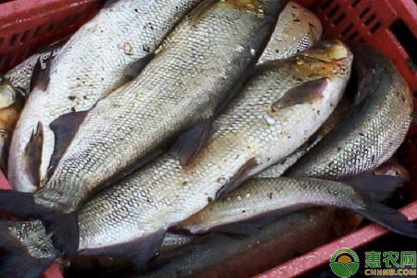 目前翘嘴鲌鱼的价格如何?2019翘嘴鲌鱼各品种和产区市场价格行情走势