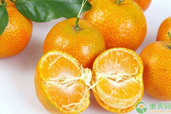柑橘品种特点