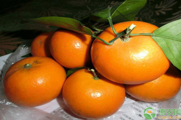 柑橘品种优势