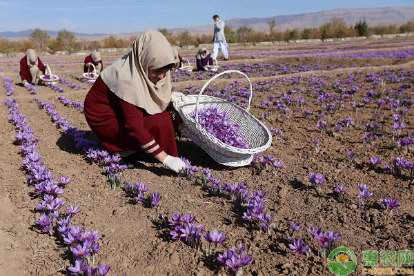 农村妇女回村种植藏红花，带动了全村人脱贫致富