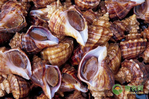 2019年海螺最新价格多少钱一斤？海螺的营养价值有哪些？