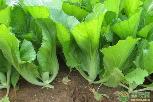 大芥菜的高产种植技巧介绍