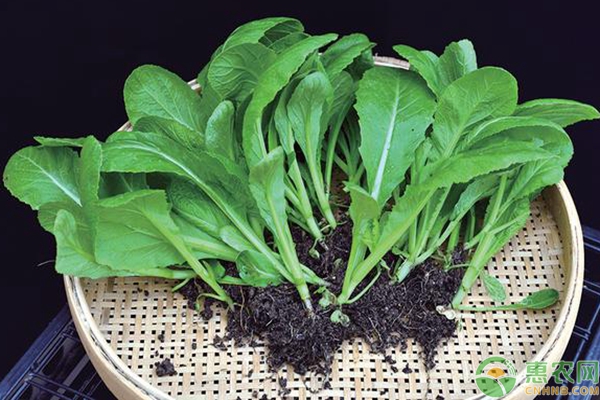 大芥菜的高产种植技巧介绍