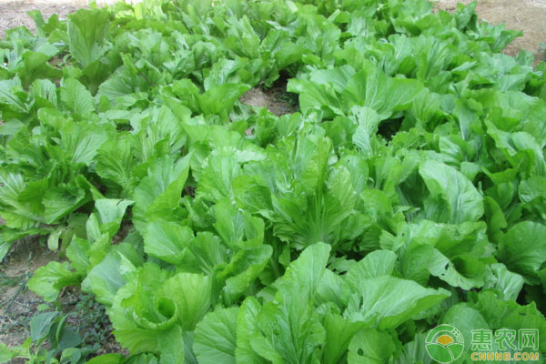 大芥菜的高产种植技巧介绍
