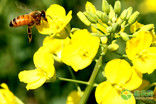 花粉有哪些常见种类？不同的花粉有什么功效作用？