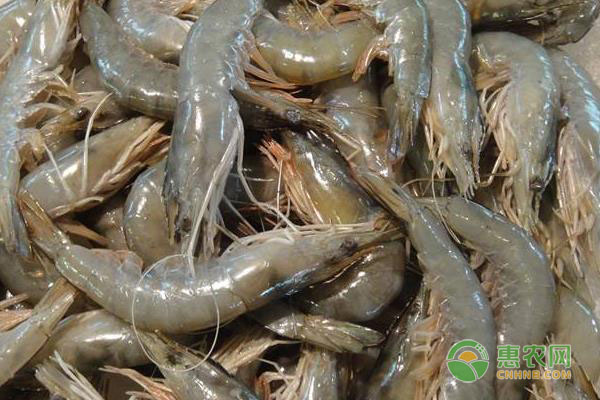 淡水虾有哪些常见品种？不同品种价格怎样？淡水虾与海虾的区别