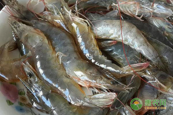 淡水虾有哪些常见品种？不同品种价格怎样？淡水虾与海虾的区别