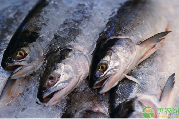 2019年马哈鱼的价格多少钱一斤?马哈鱼有哪些主要价值?